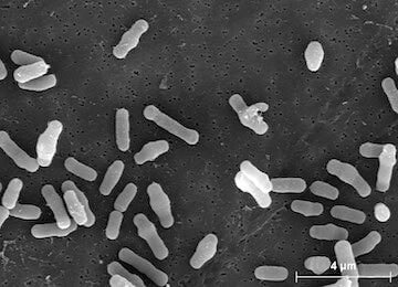 skinesa ingredients probiotic strains