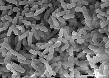 skinesa ingredients probiotic strain