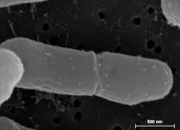 skinesa ingredient probiotic strain