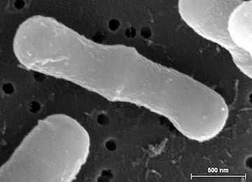 skinesa ingredients bacteria strain lactobacillus-casei-cect-9104